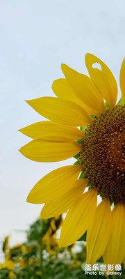 葵花
