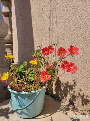 【秋日余温】太阳花可可爱爱