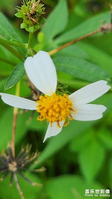 野草花