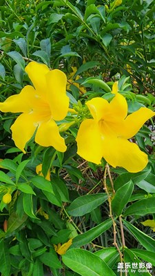 软枝黄蝉花