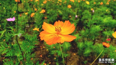 「花」