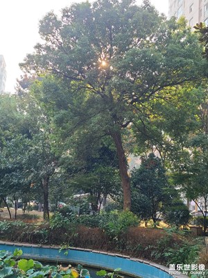 晨光中的树木