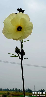 国庆在家的乡村生活