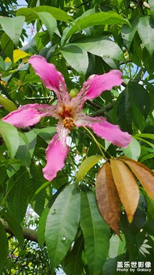 木棉花