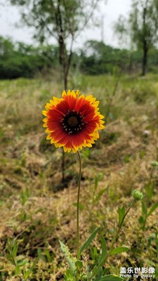 【假日随拍】花花