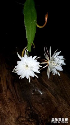 昙花一现