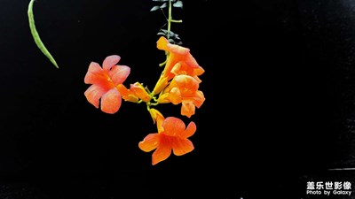 凌霄花的娇艳