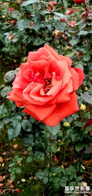 【慢节奏】国庆假期的乡间生活