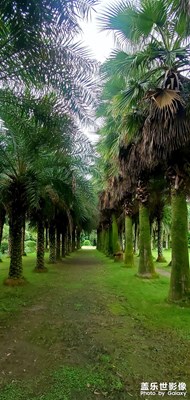 假期倒计时－花坞什邡