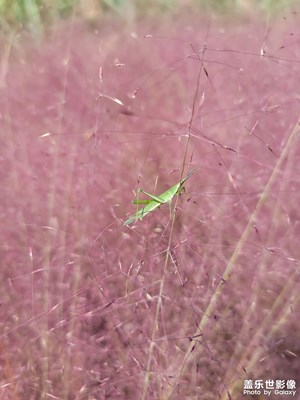 【我的小长假】来点花花草草