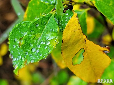 【我的小长假】雨中漫步