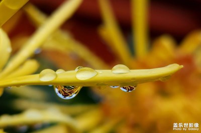 【假日随拍】雨滴