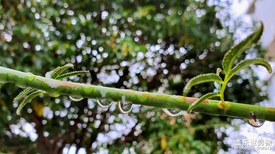 【我的小长假】雨后