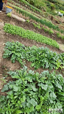 国庆节开荒季