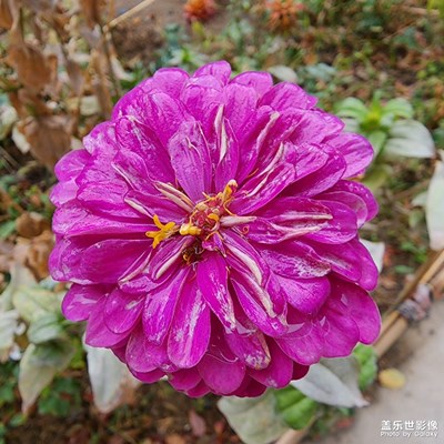 【我的小长假】小区的花花草草