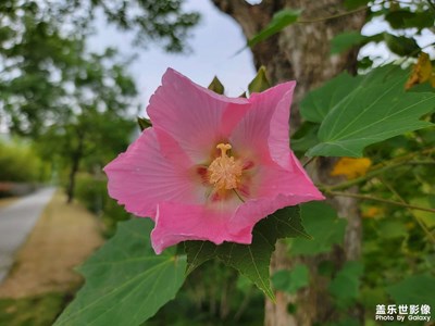 【假日随拍】+木芙蓉