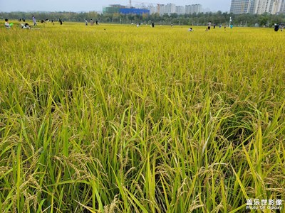 稻花香里说丰年