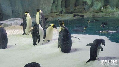【我的小长假】+珠海海洋王国两日游