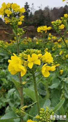 油菜花
