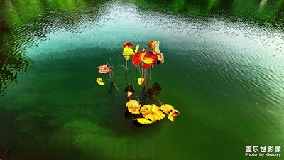 秋意浓－－－秋荷