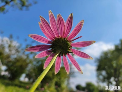 【秋意正浓】+ 花儿