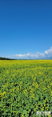 昭苏油菜花，妥妥的壁纸！