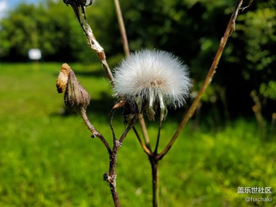 秋天＋花期的辉煌