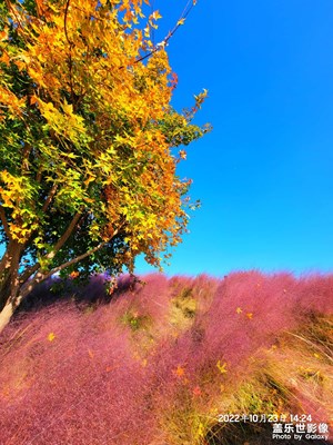 【深秋印象】+ 滨城秋天的色彩