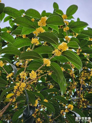 今年桂花又开了