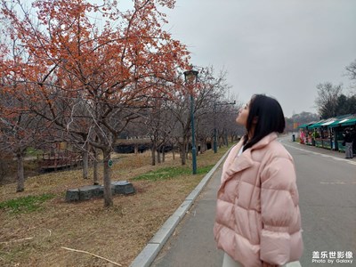 满树海棠依旧