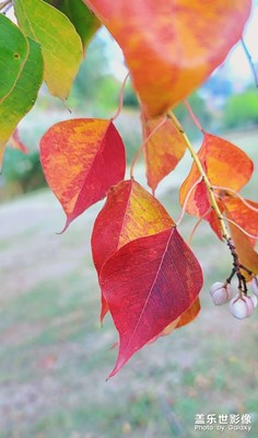 深秋是观赏红叶🍁的最佳季节