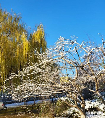 雪后随手拍