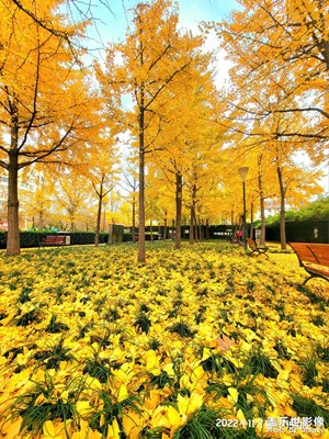 【秋去冬来】+爱在深秋~樱花树在秋天可以媲美银杏呦