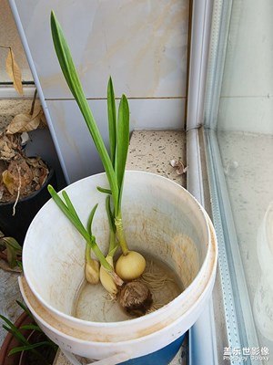 长高了的蒜苗