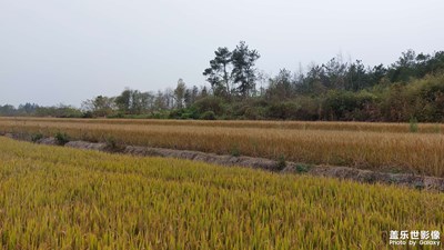 金黄的田野