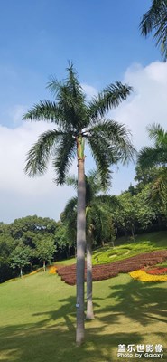 天花板级别的照片