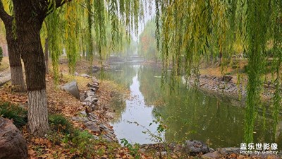 学校里面的秋景随手拍