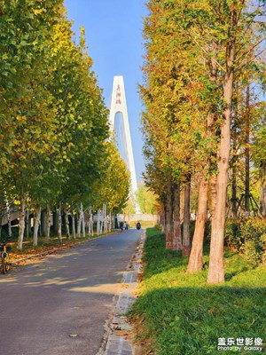 树林