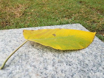 【初冬的景象】+ 小雨后