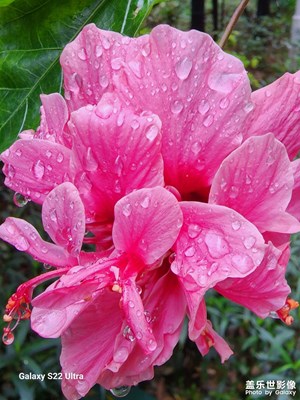 雨露如真珠