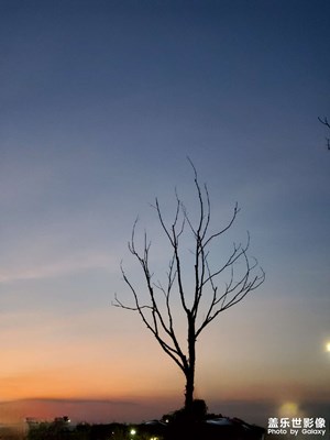 夕陽下的枯樹