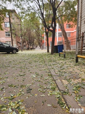 大雪节气，黄叶遍地