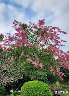 英雄花木棉