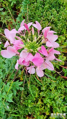 深冬花草