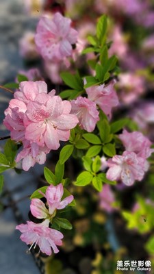 【喜迎新年】花繁叶落又一年