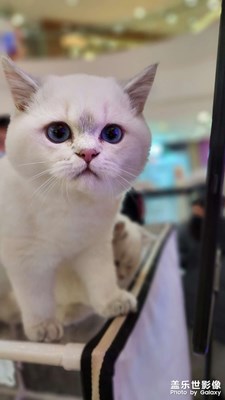 前些日子在商场的猫舍
