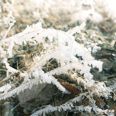 无雪遍地霜