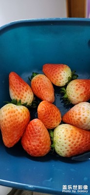 人工草莓？