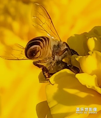 勤劳的小蜜蜂