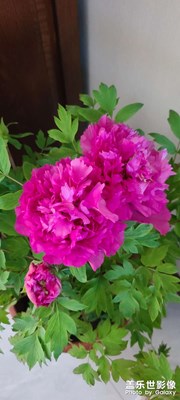 喜迎新春！花开富贵！